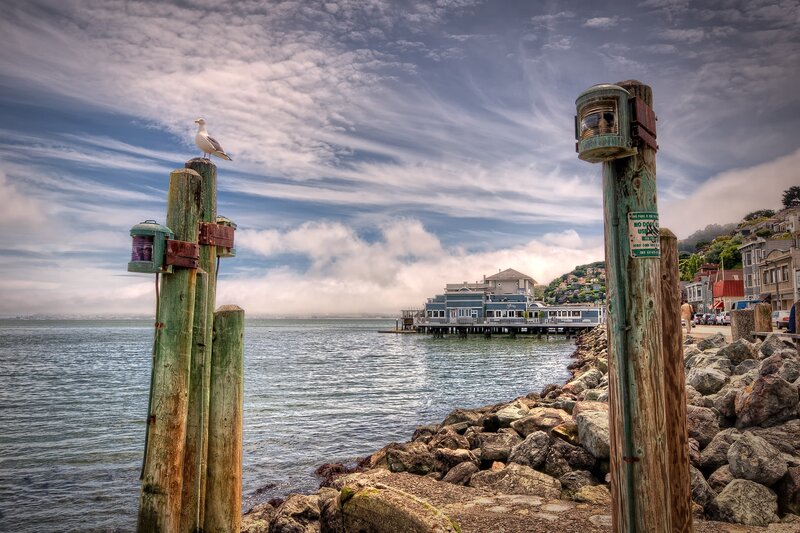 Seagull on Wooden Post — Blue