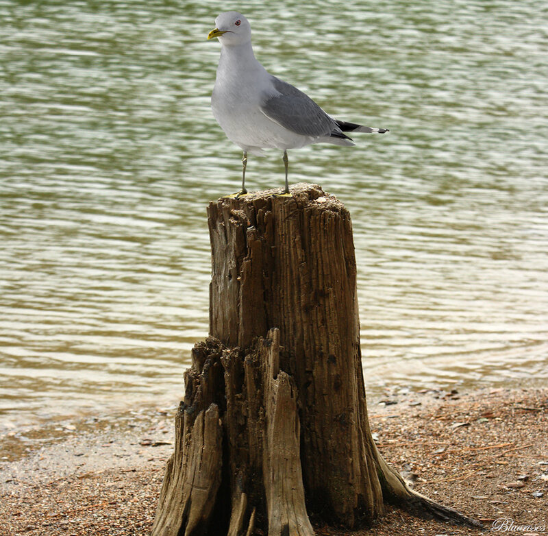 Seagull on Wooden Post — White, Calm, Afternoon, Photograph, Bird