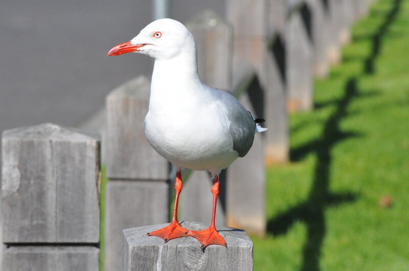 Seagull on Wooden Post — White, Calm, Afternoon
