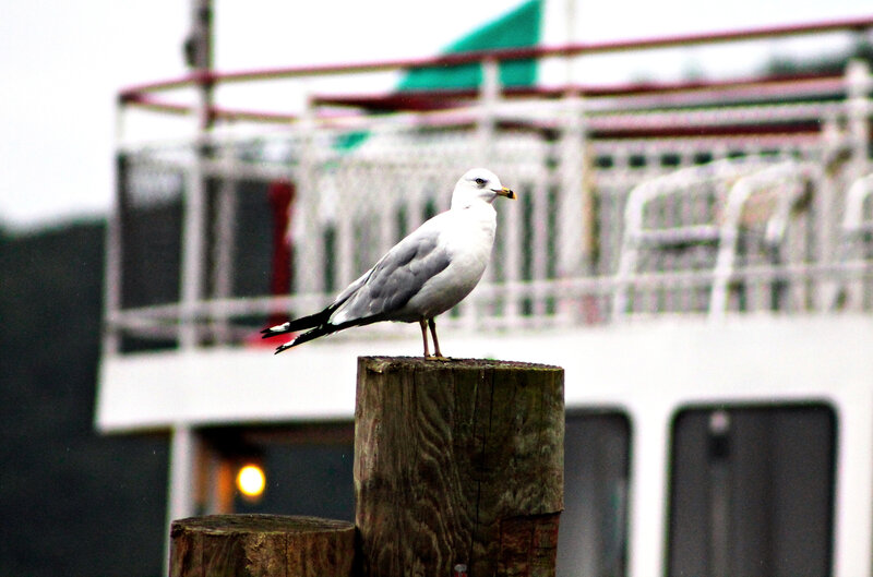Seagull on Wooden Post — White, Calm