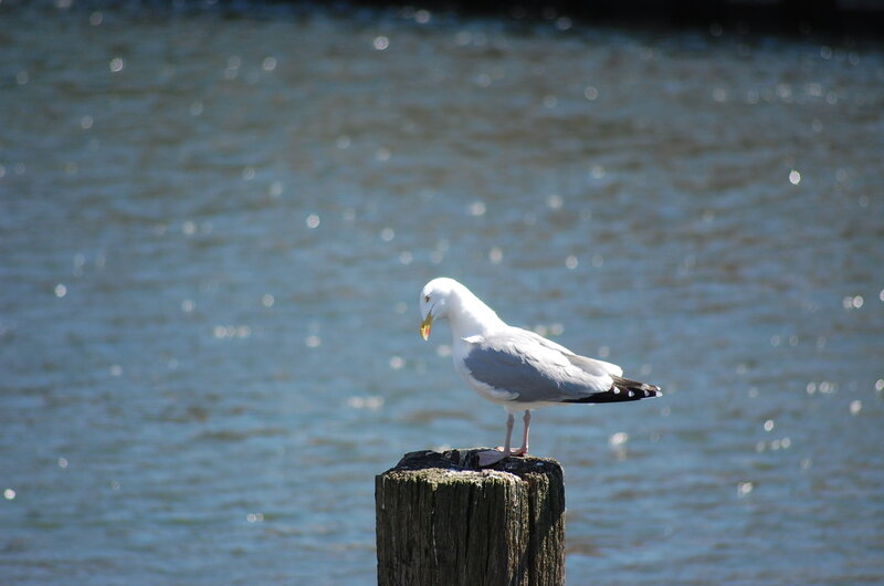 Seagull on Wooden Post — White