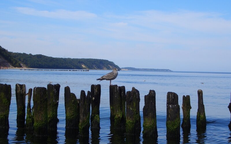 Seagull on wooden posts