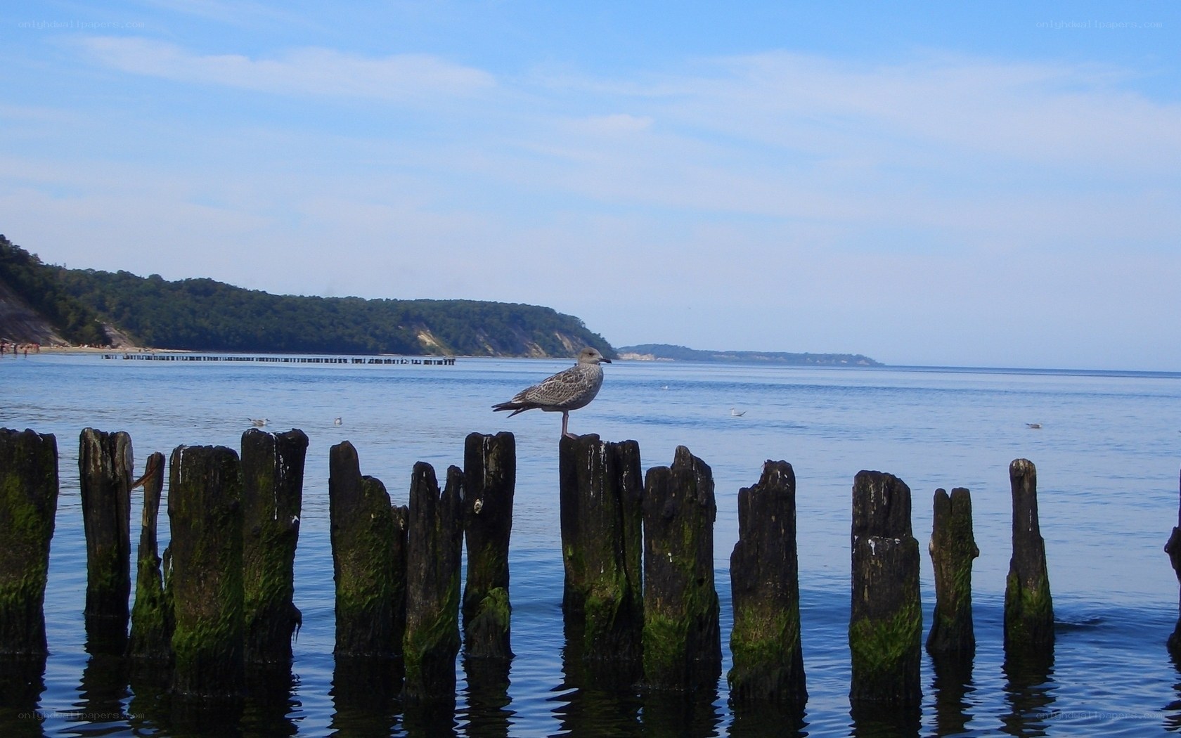 Seagull on wooden posts