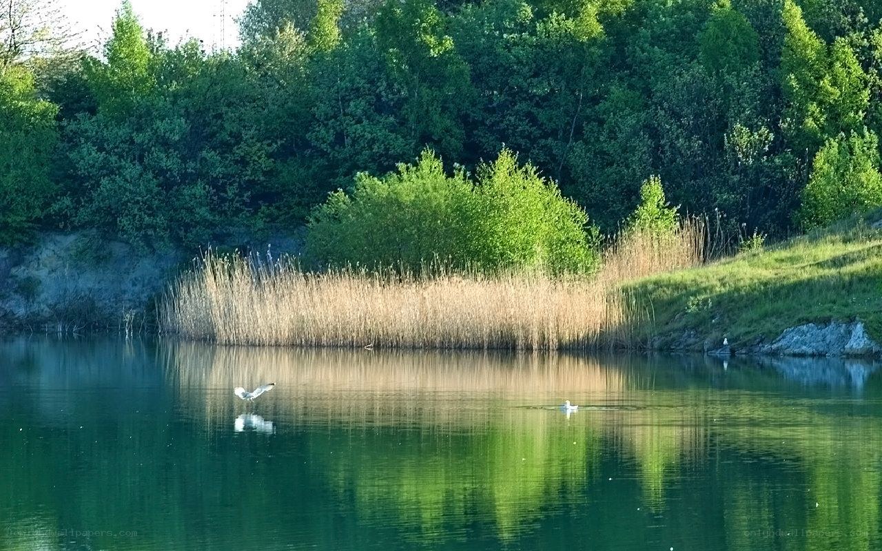 Seagull over a calm lake