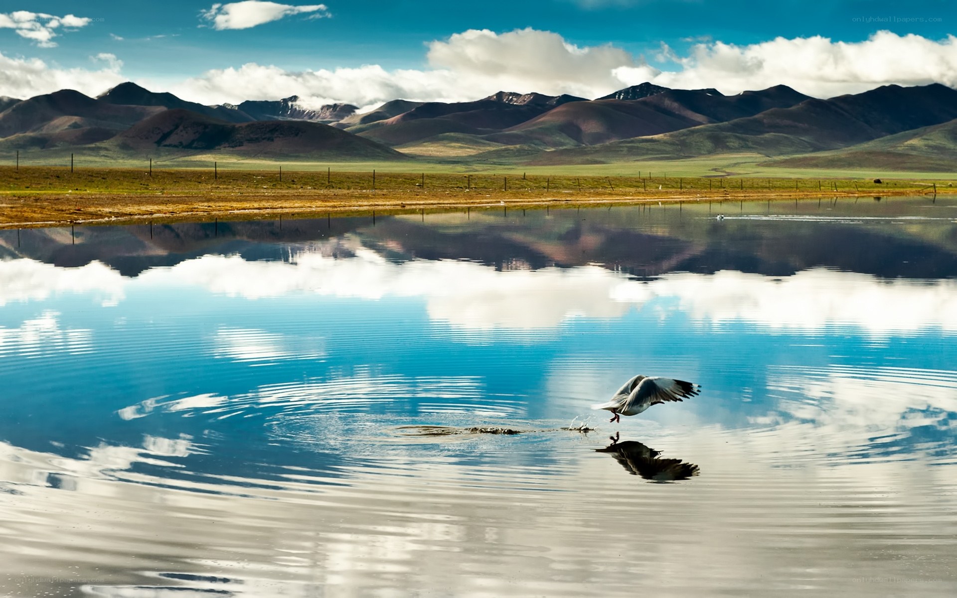 Seagull over a mountain lake