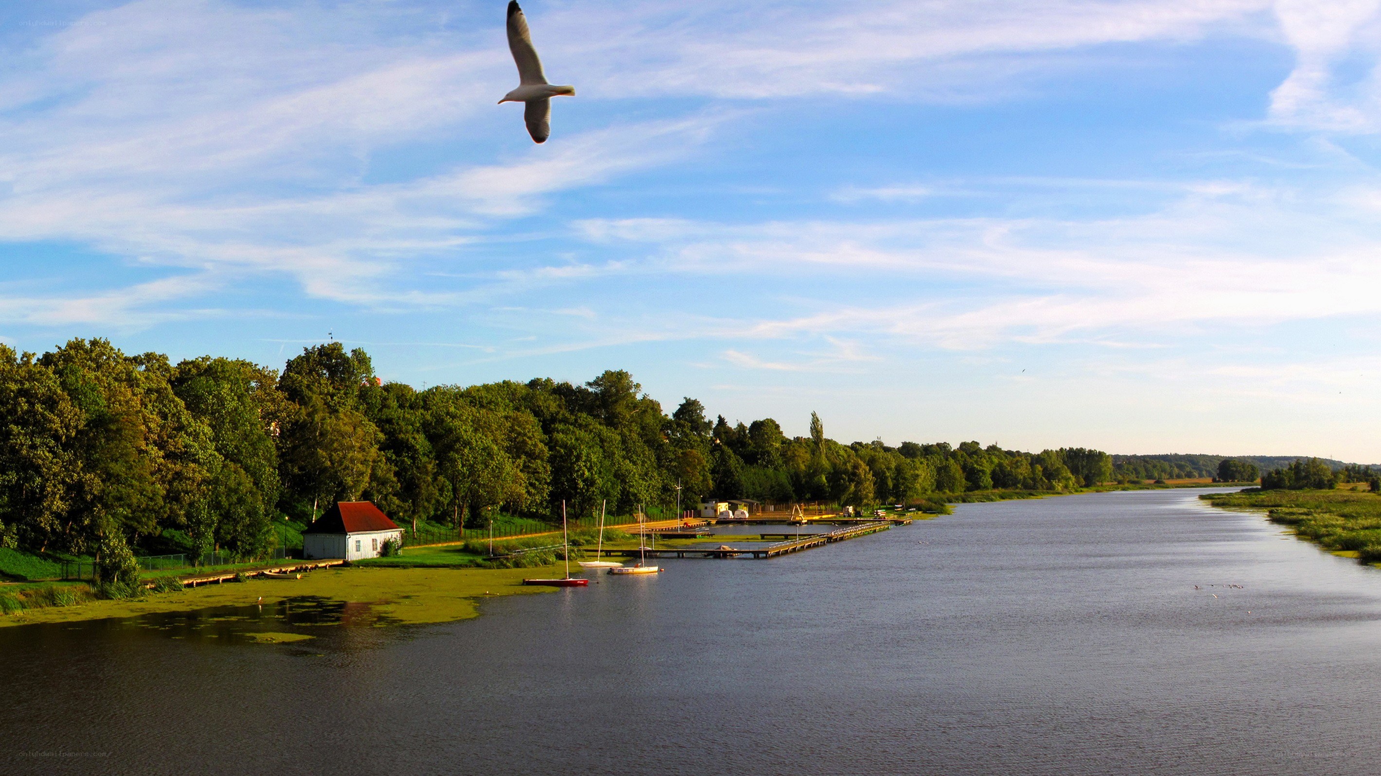 Seagull over a river dock