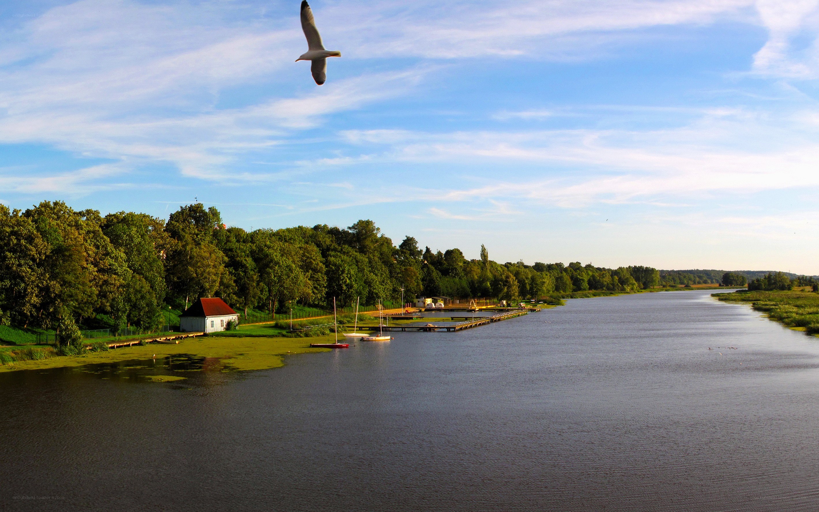 Seagull over a river