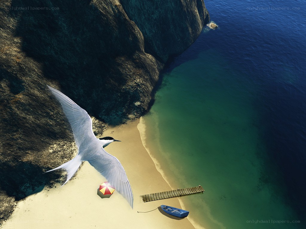 Seagull over a secluded beach