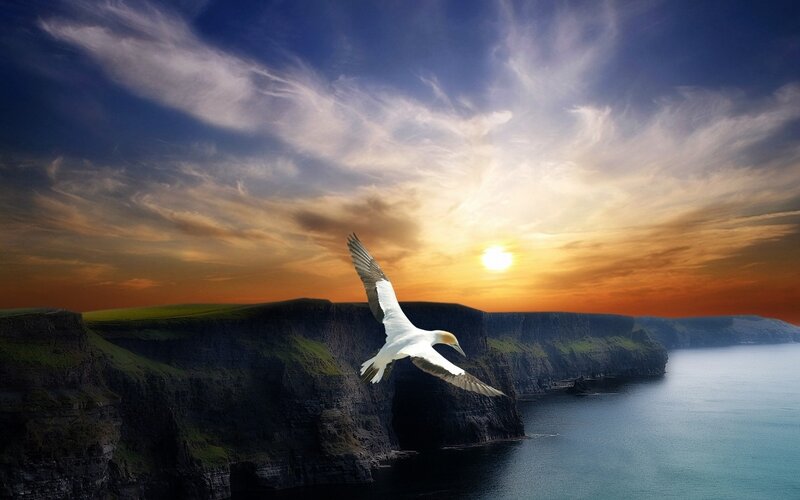 Seagull over coastal cliffs