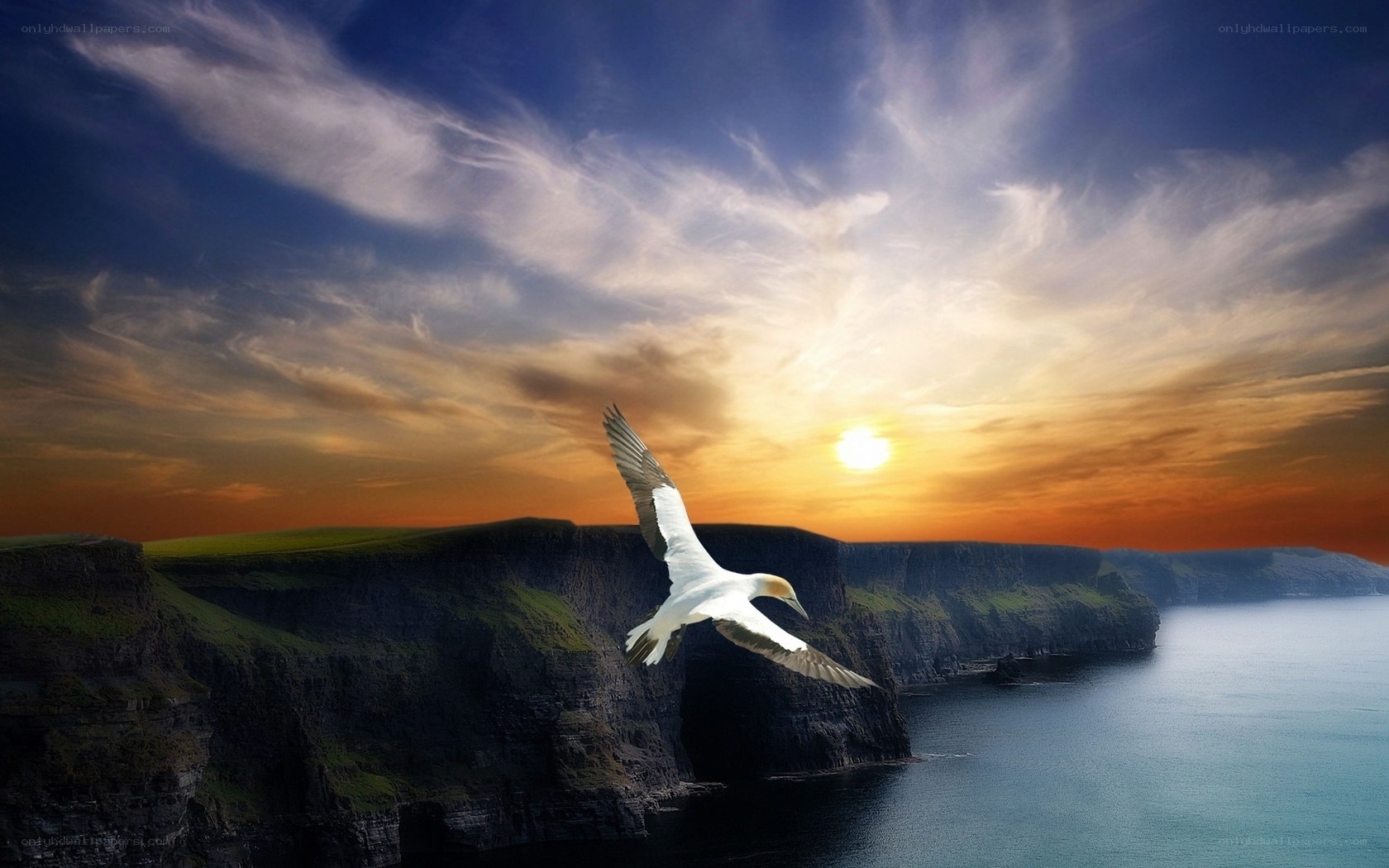 Seagull over coastal cliffs