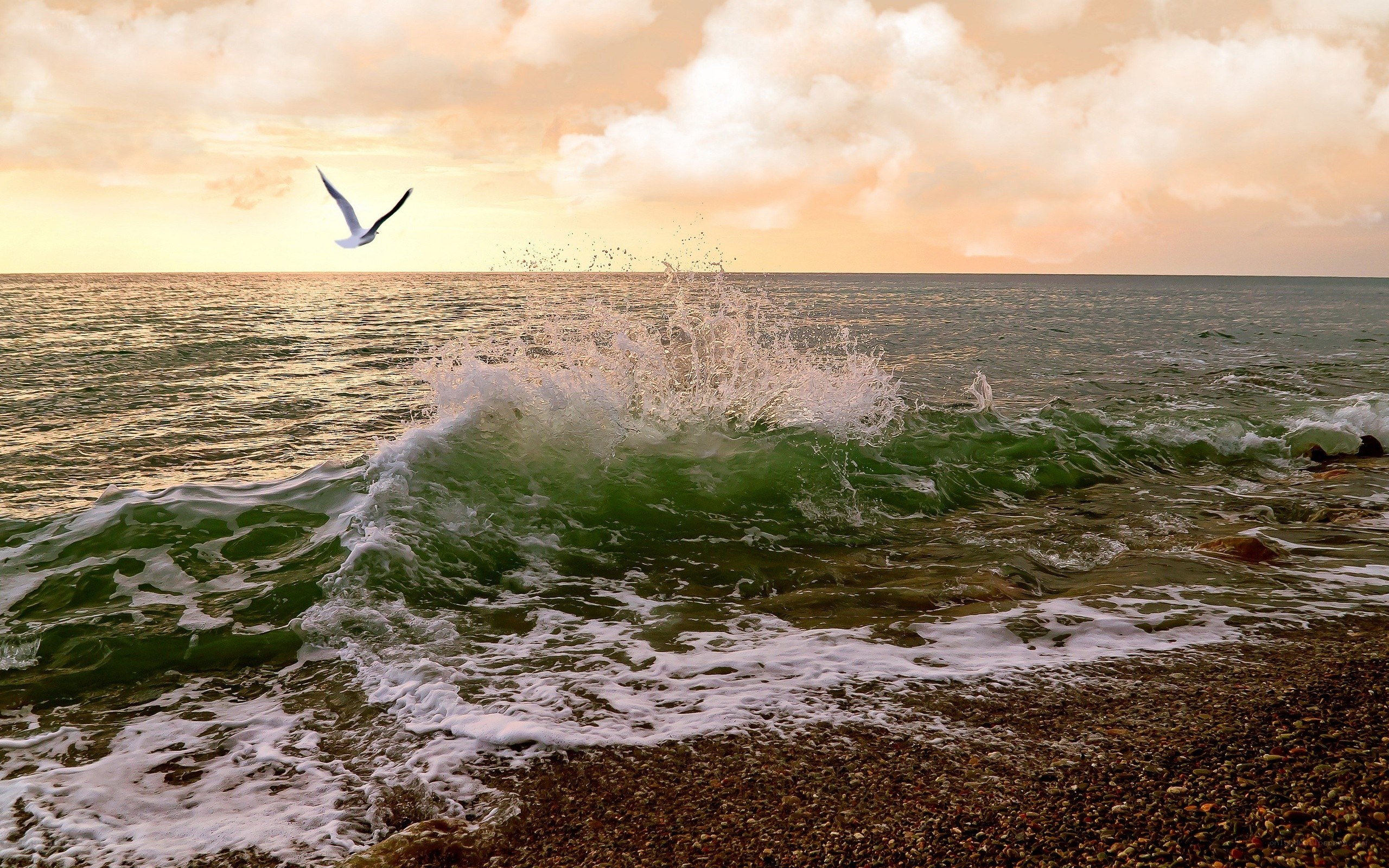 Seagull over crashing wave