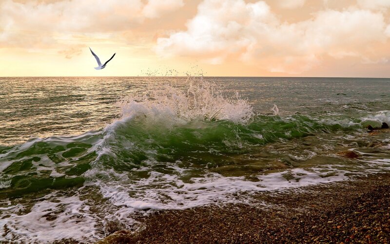 Seagull over crashing wave