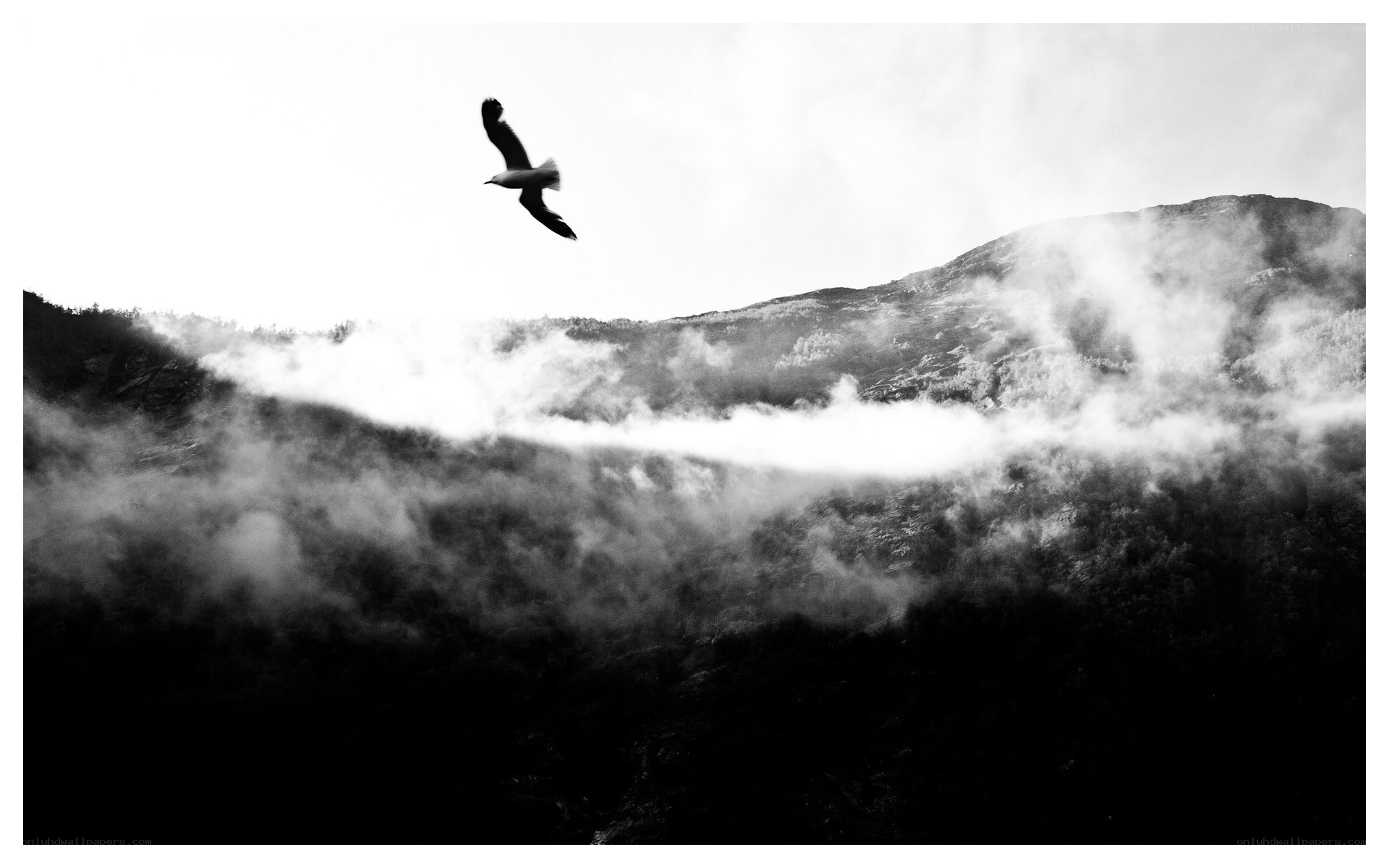 Seagull over misty mountains