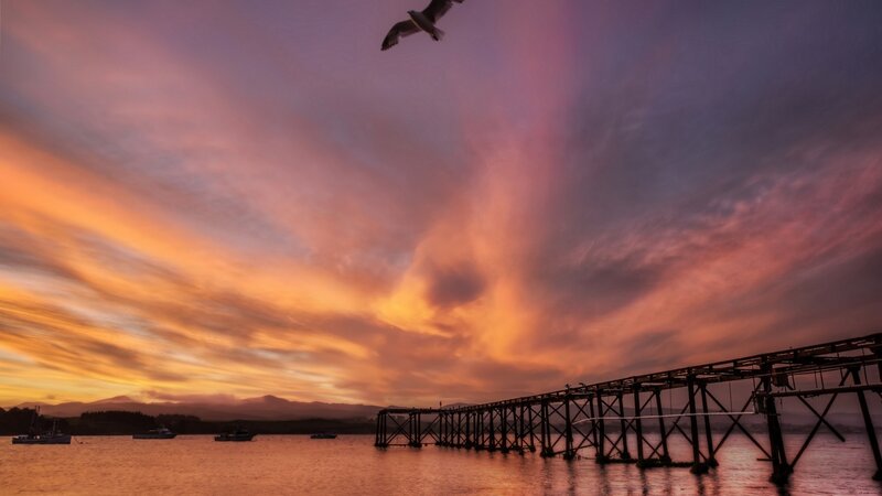 Seagull over Pier