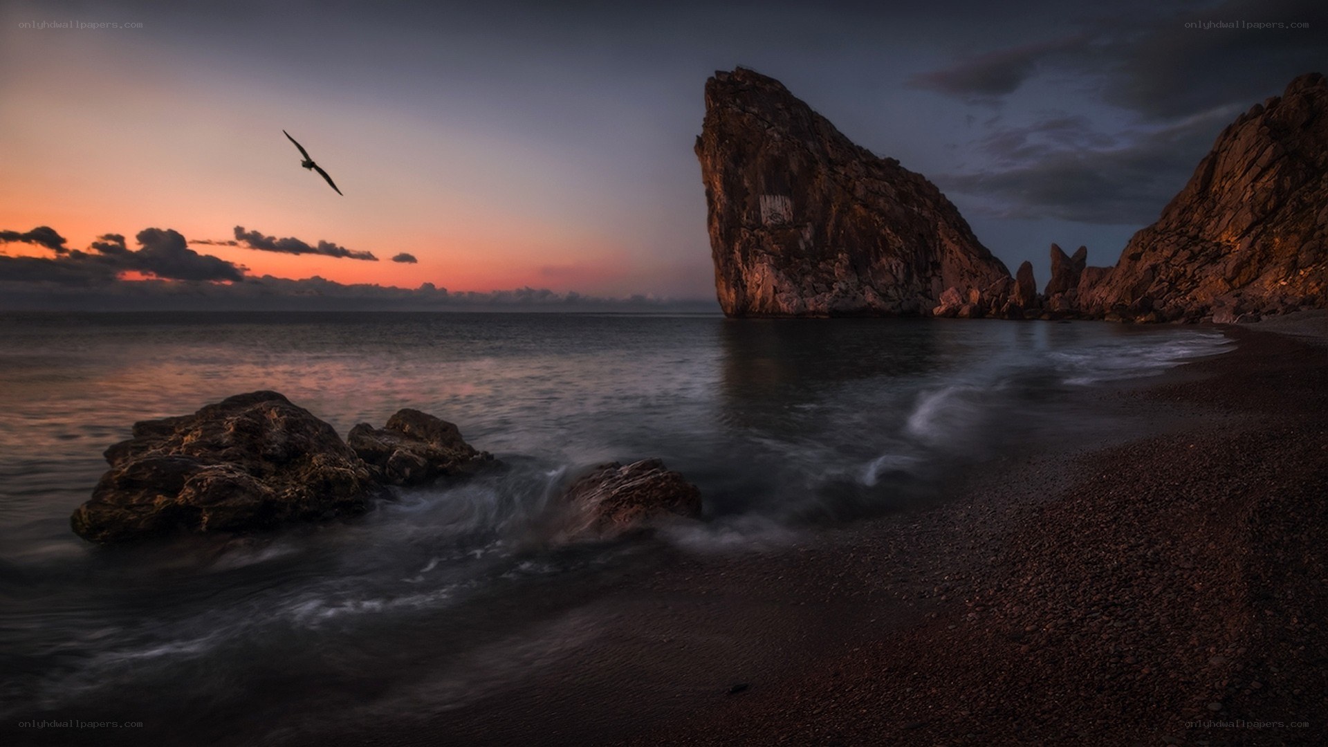 Seagull over rocky beach at sunset