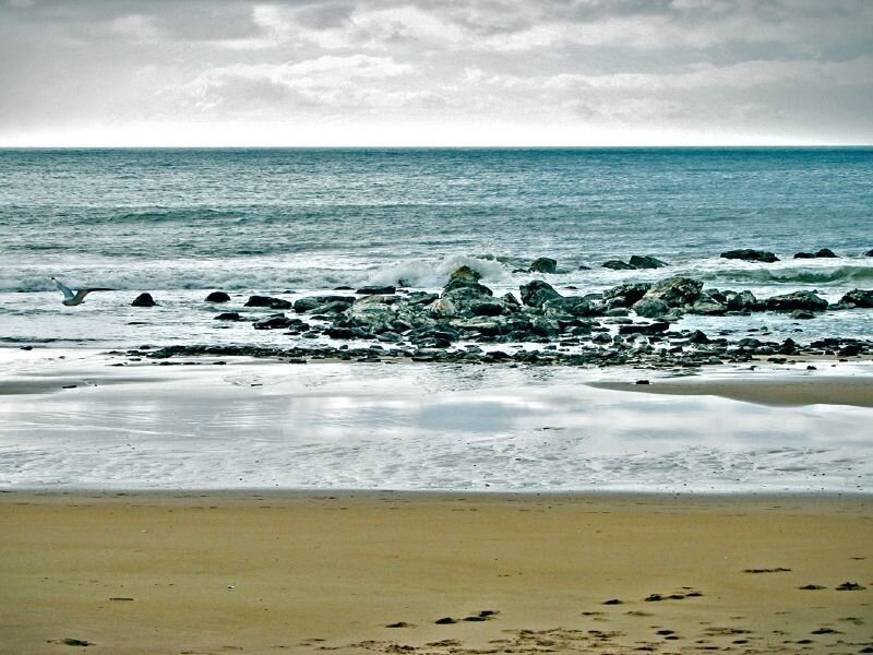 Seagull over rocky beach