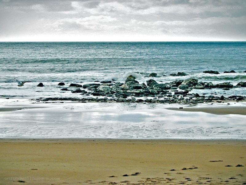 Seagull over rocky beach