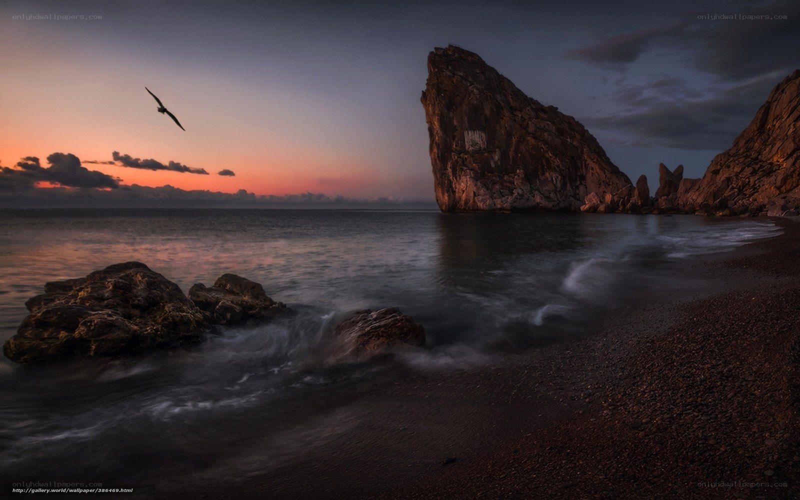 Seagull over rocky coast at sunset