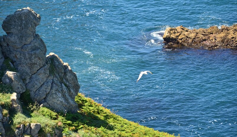 Seagull over rocky coastline