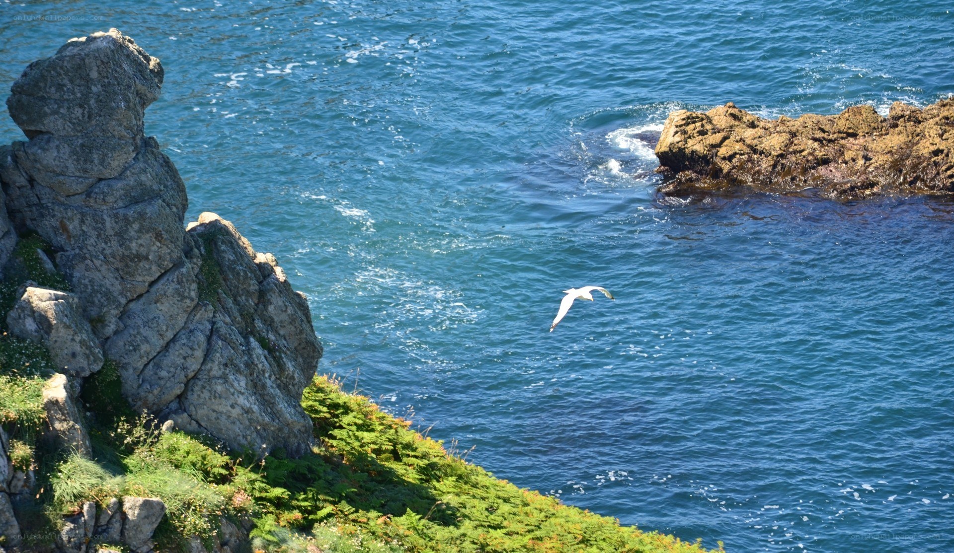 Seagull over rocky coastline