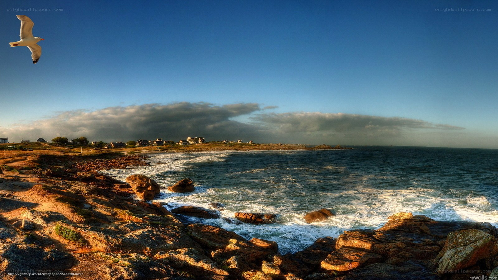 Seagull over rocky coastline