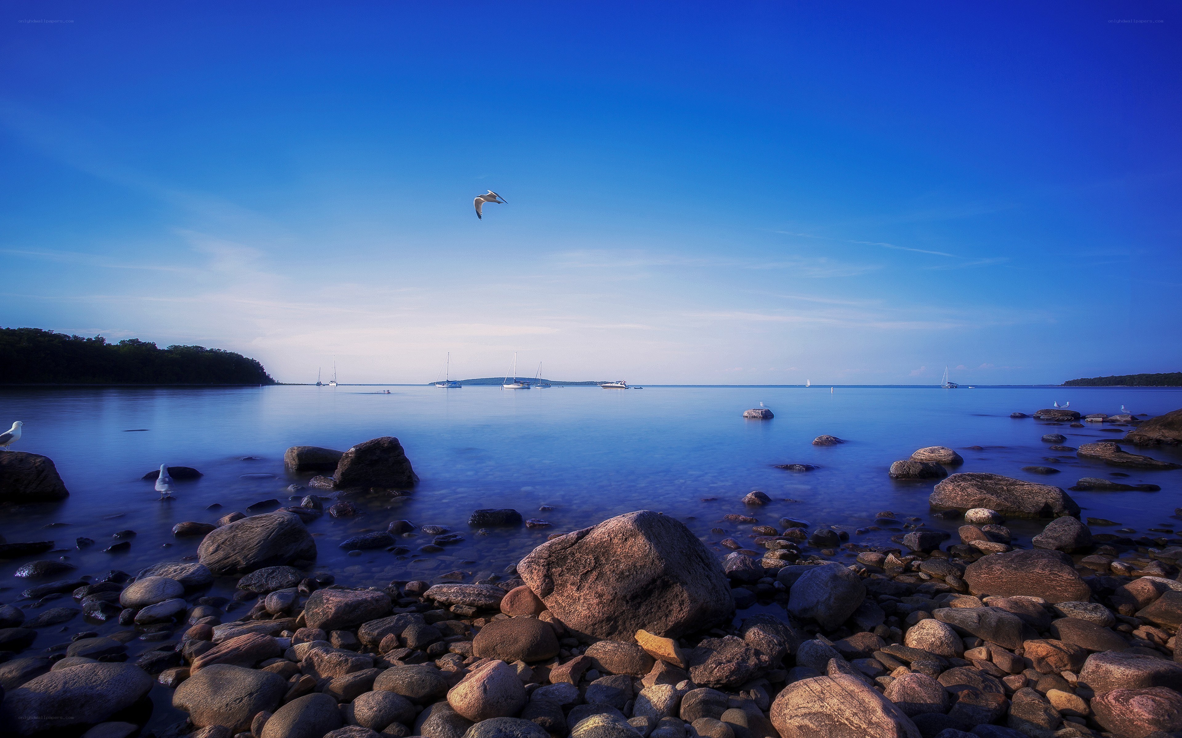 Seagull over rocky shore