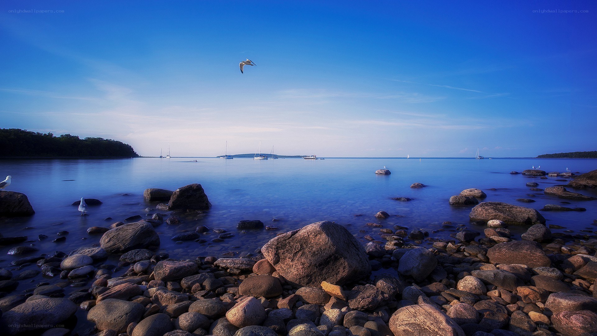 Seagull over rocky shore