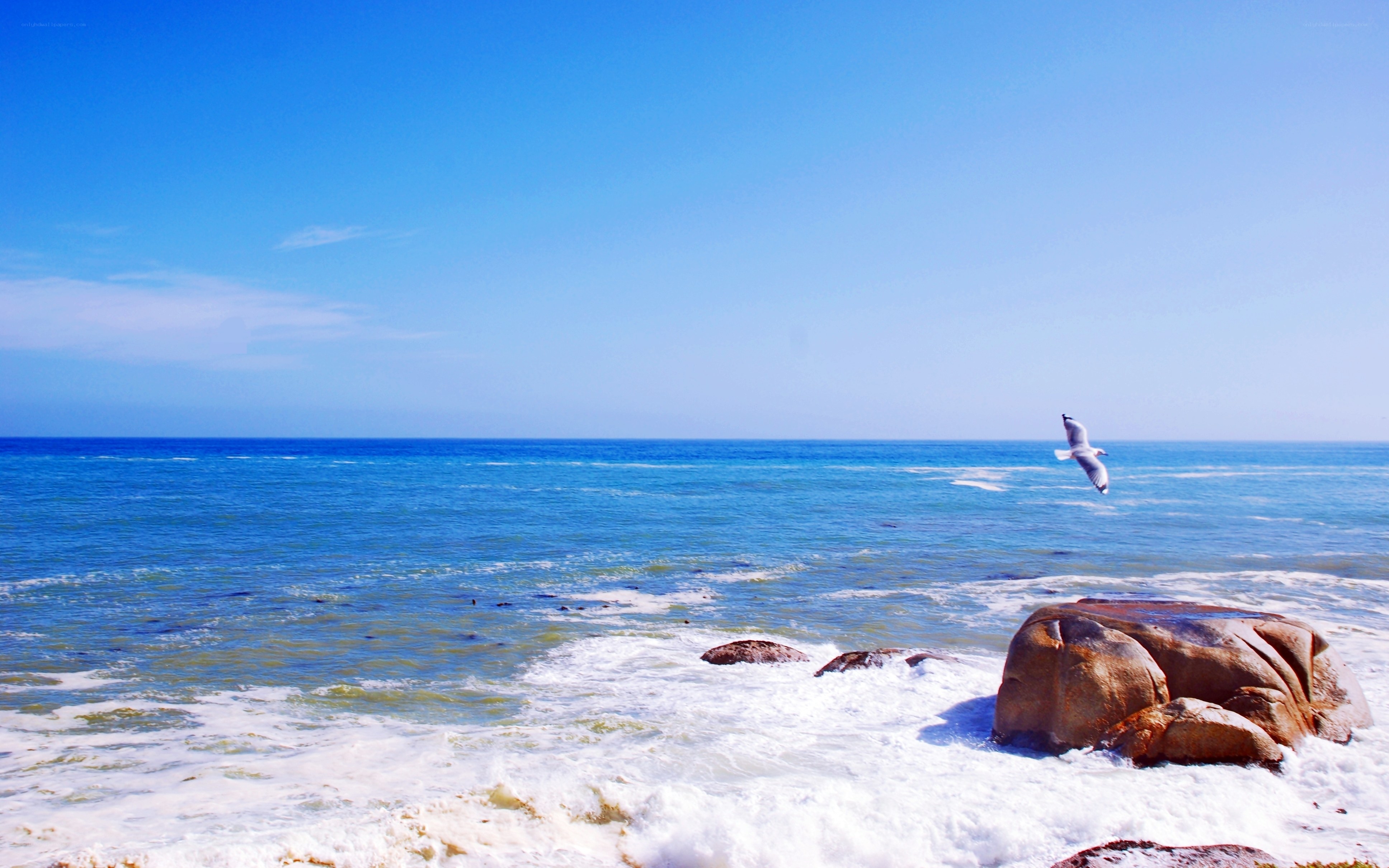 Seagull over rocky shore