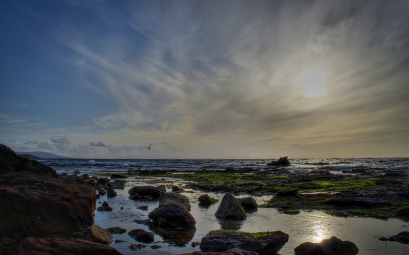 Seagull over Rocky Shore — Blue