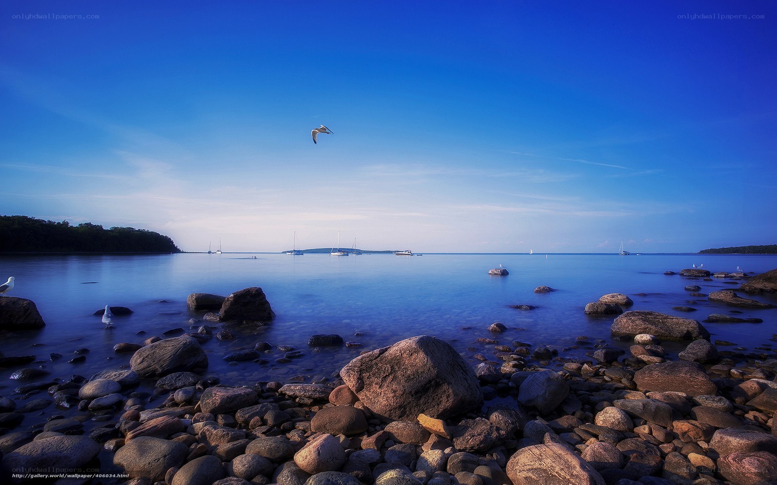 Seagull over rocky shore