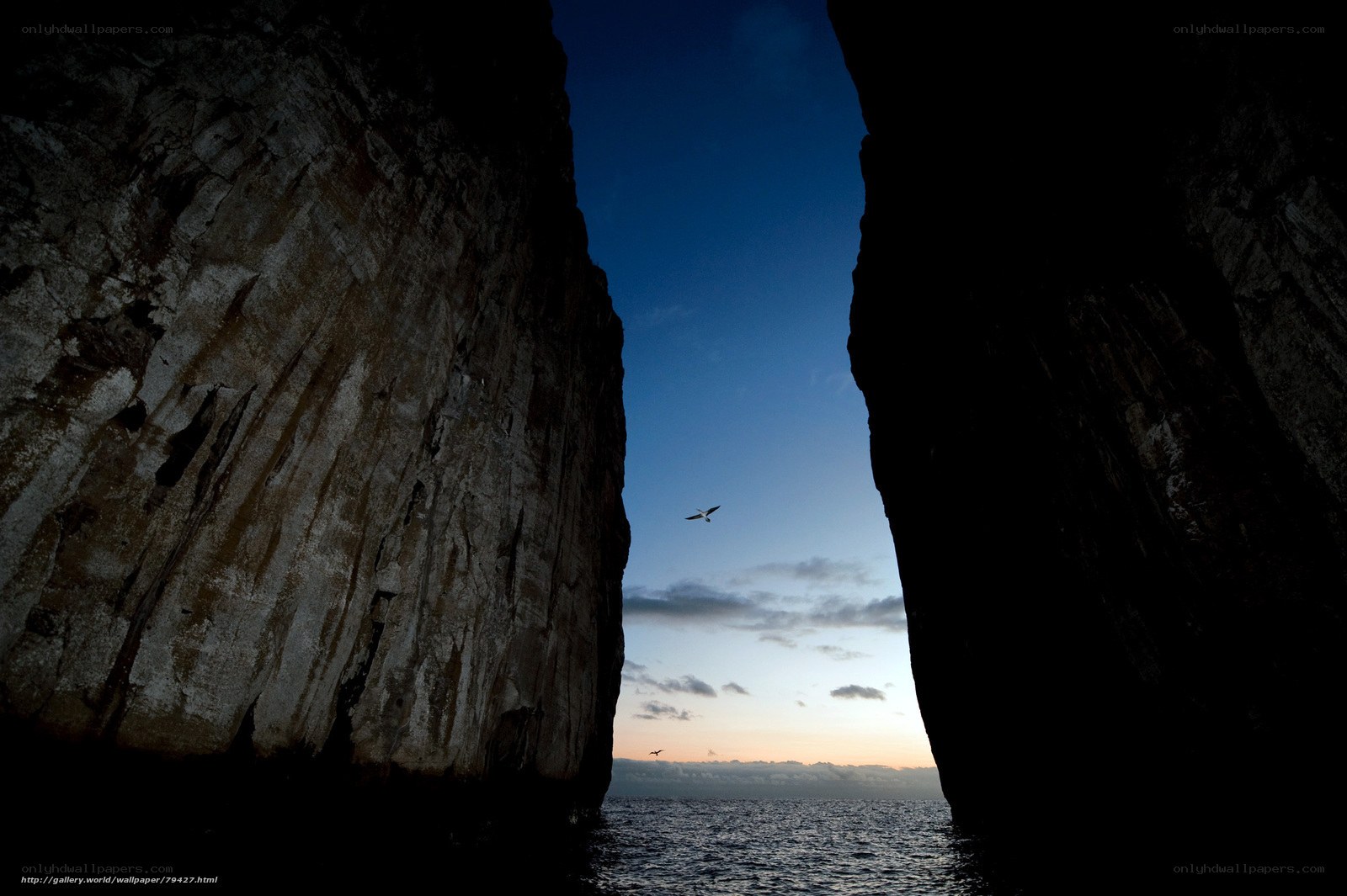 Seagull over sea cave