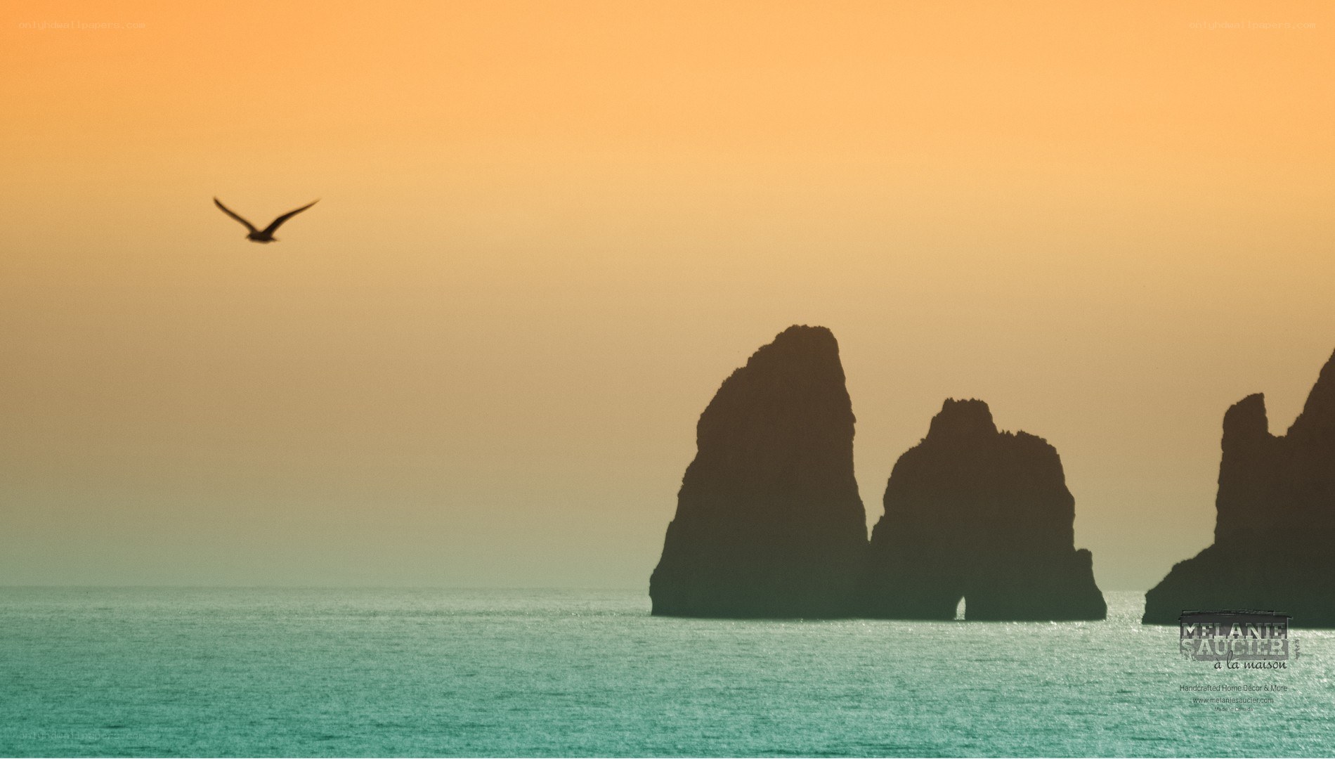 Seagull over sea stacks at sunset