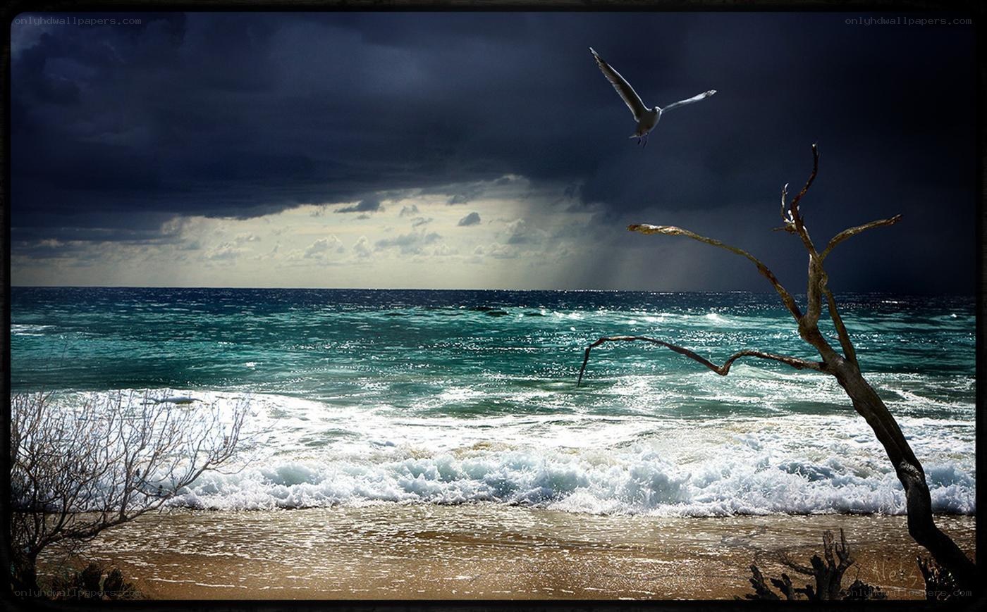 Seagull over stormy sea