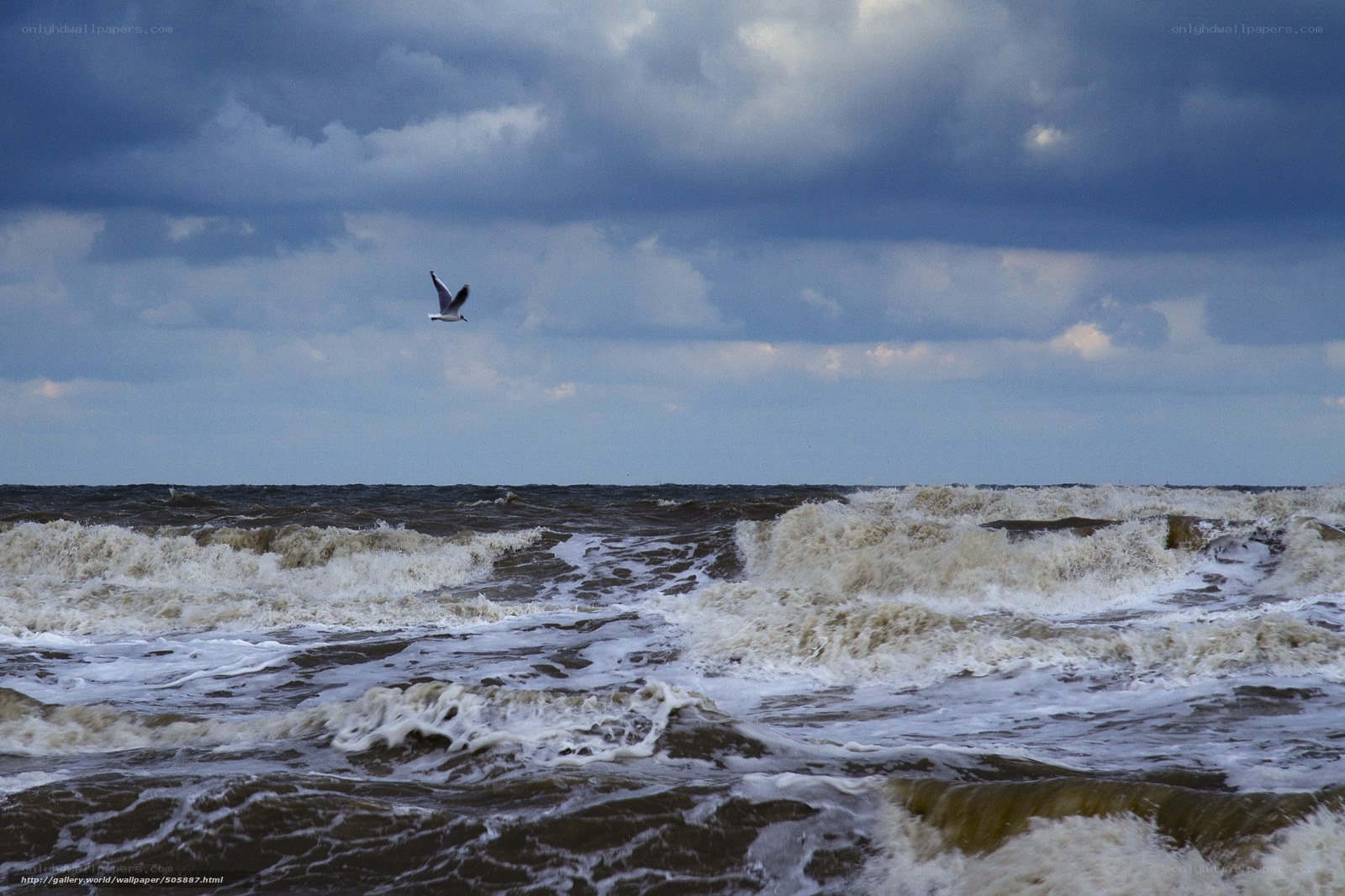 Seagull over stormy sea