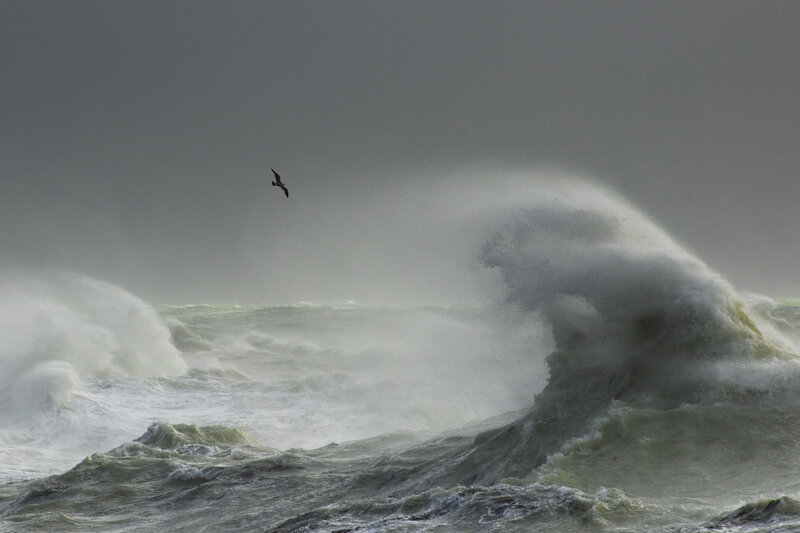 Seagull over Stormy Waves