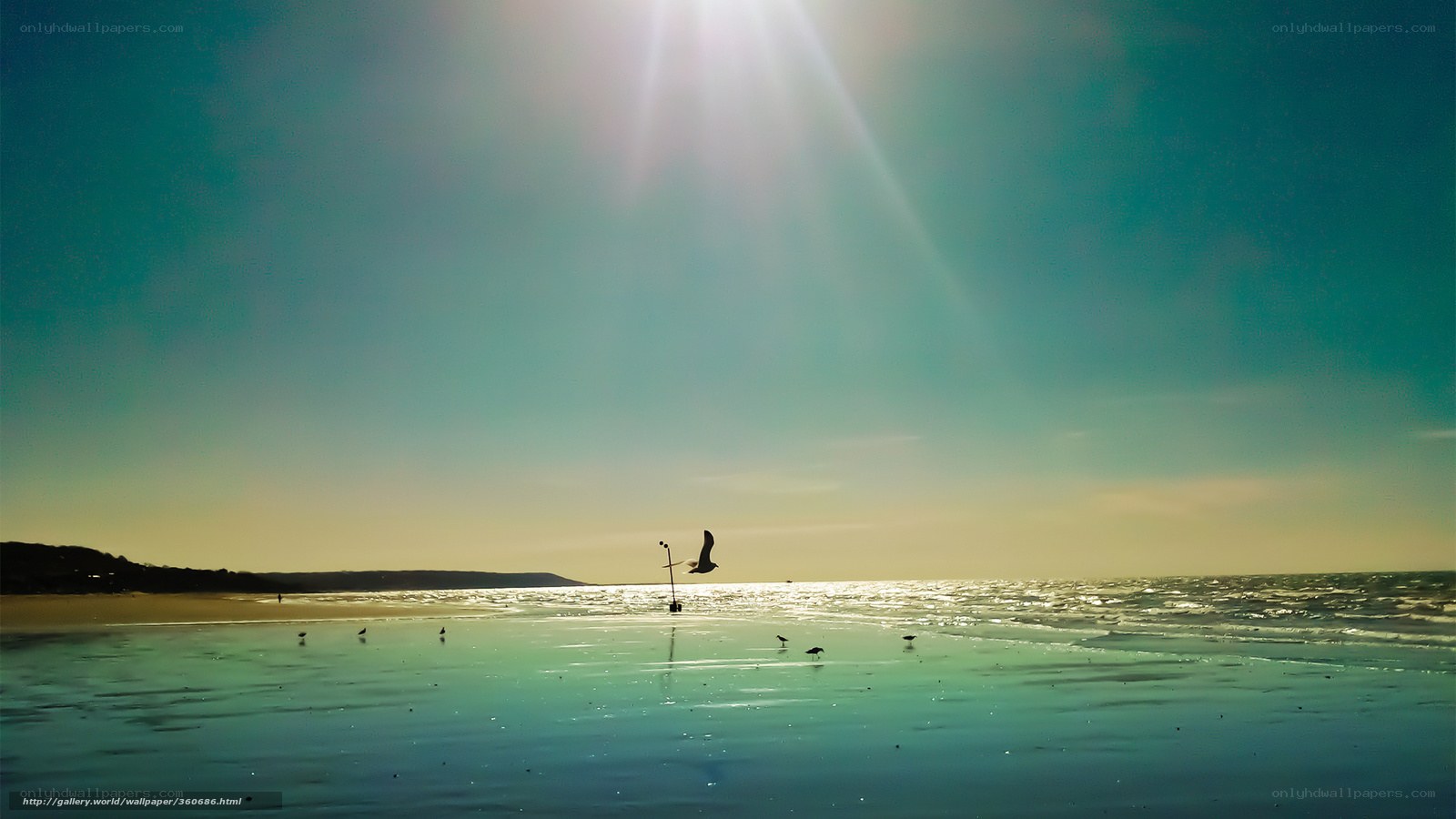 Seagull over the beach at sunset