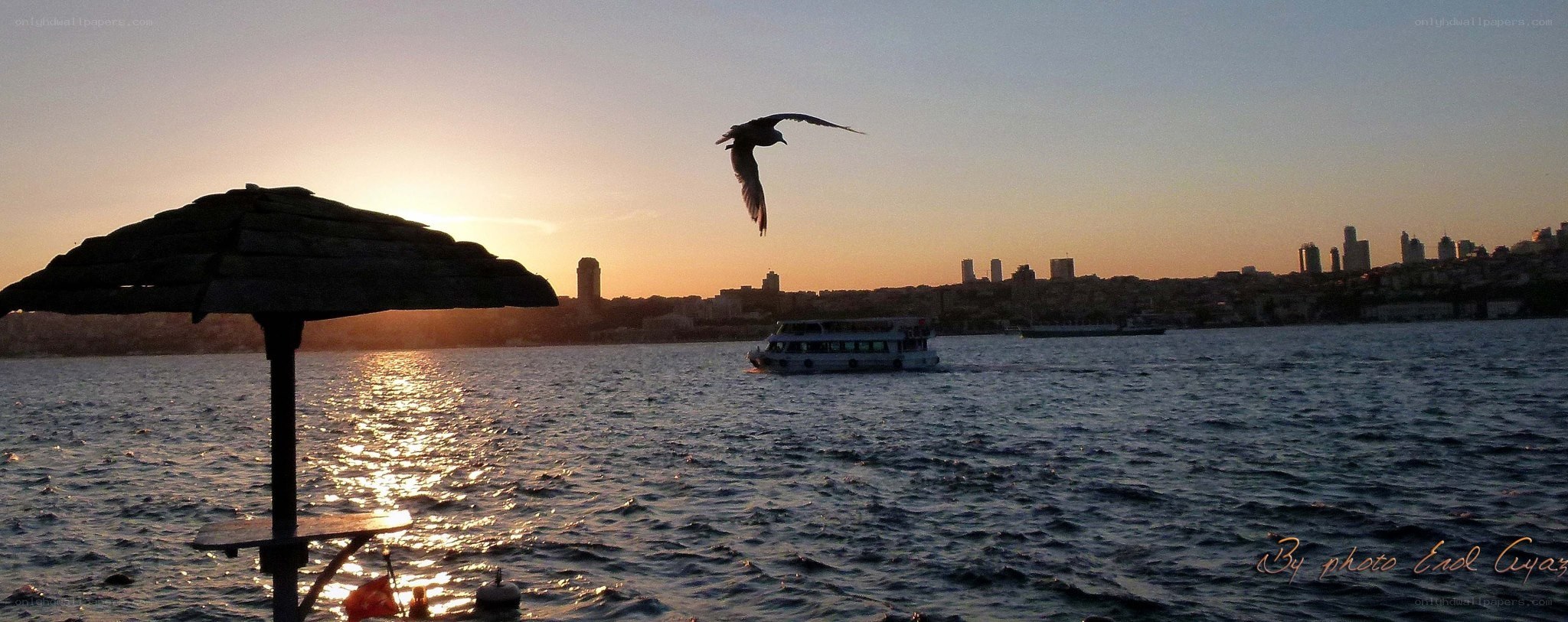 Seagull over the Bosphorus at sunset