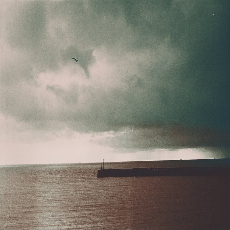 Seagull over the harbor