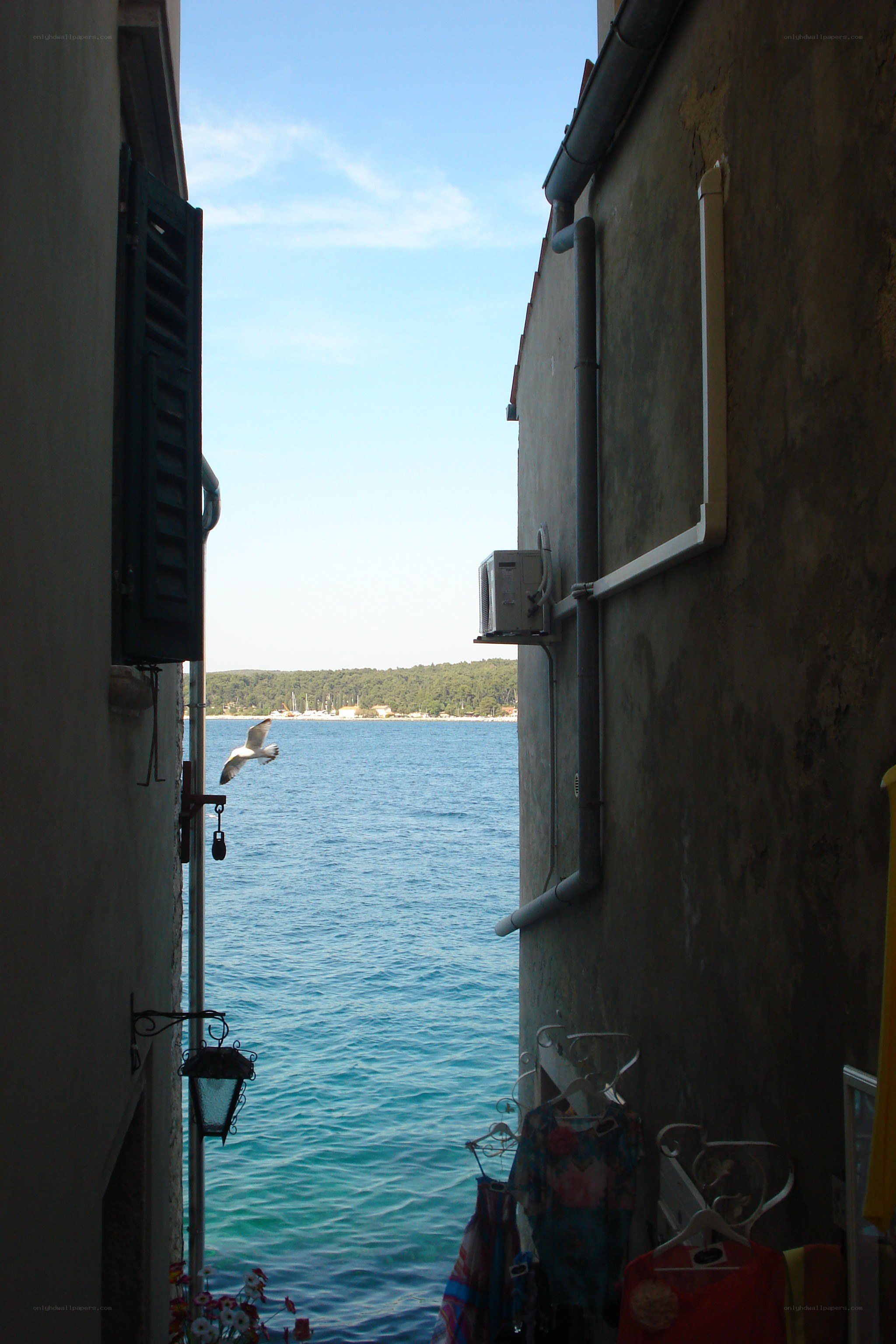 Seagull over the sea