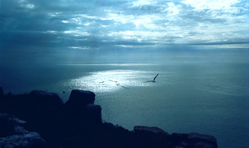 Seagull over the sea