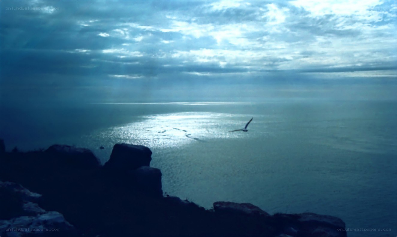 Seagull over the sea