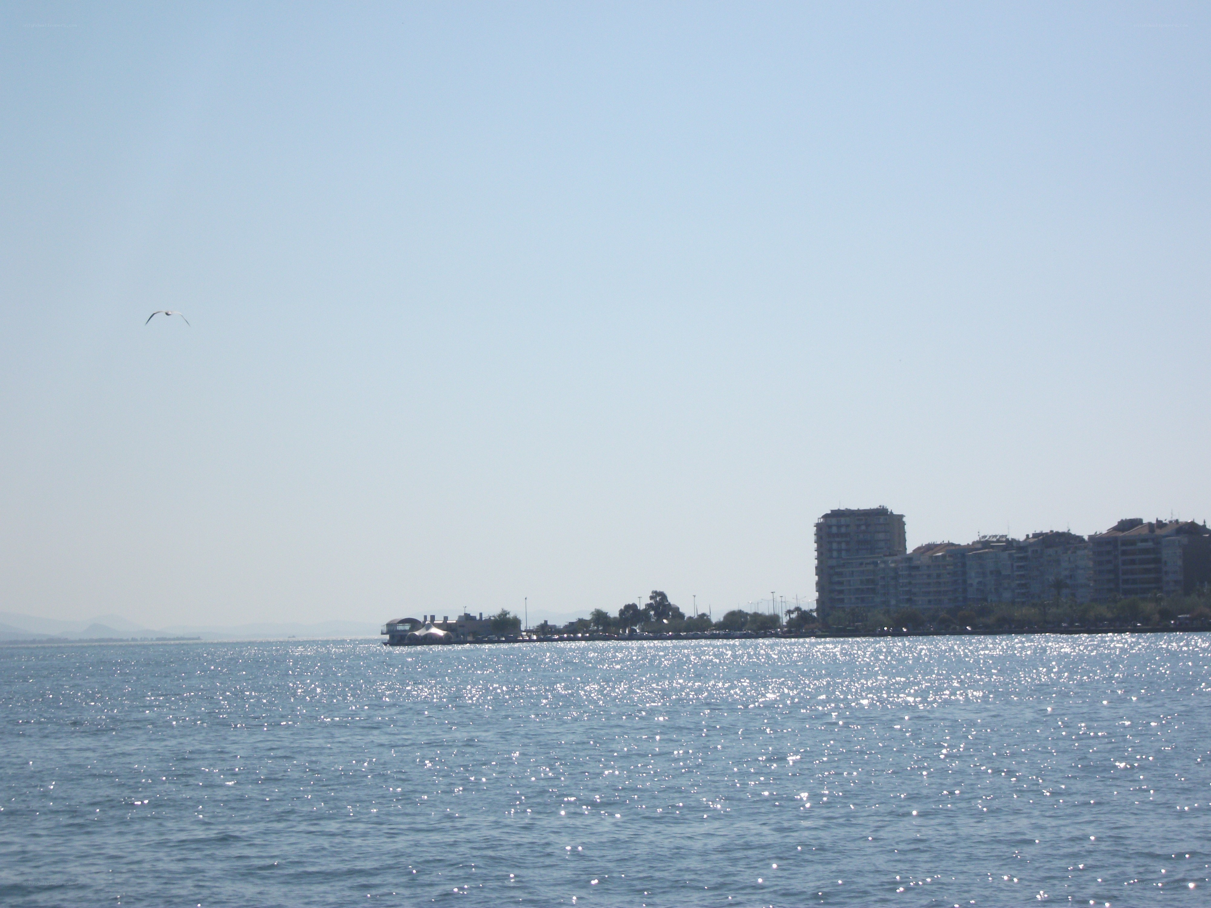 Seagull over the sea