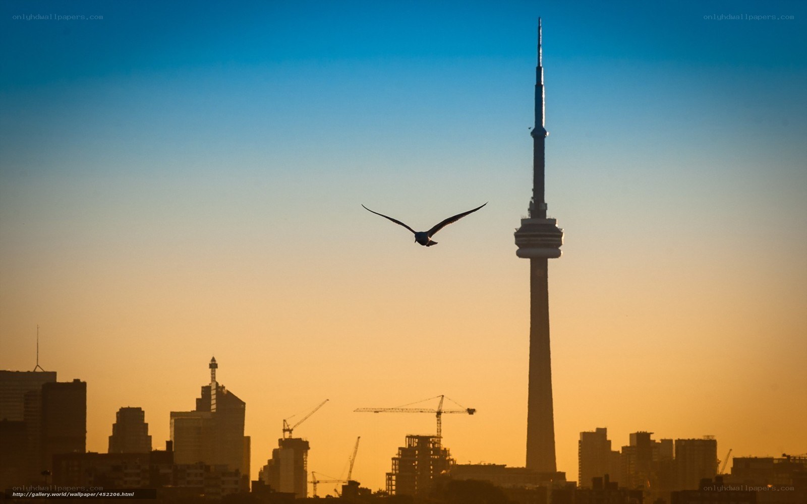 Seagull over Toronto skyline