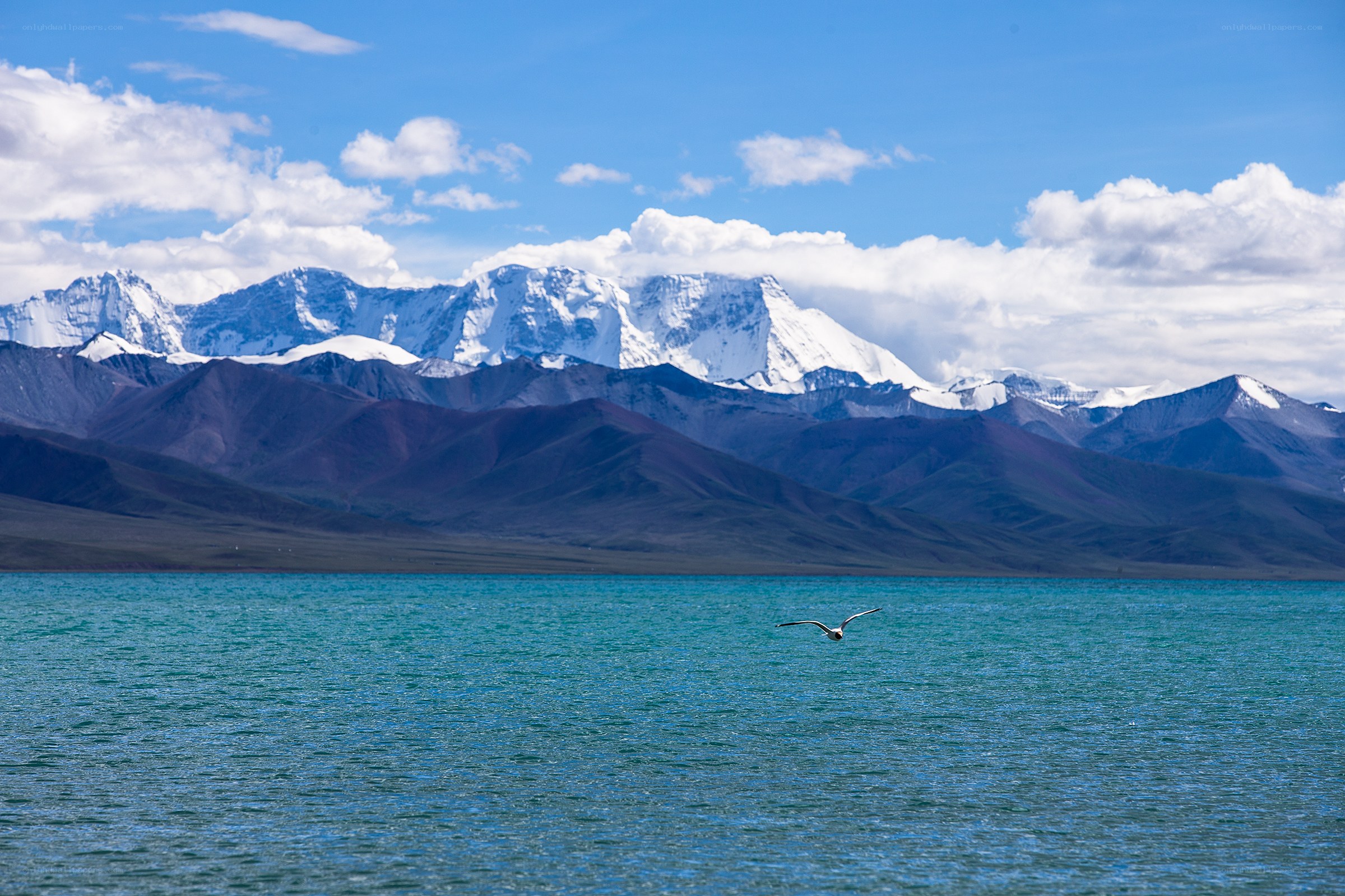 Seagull over turquoise lake