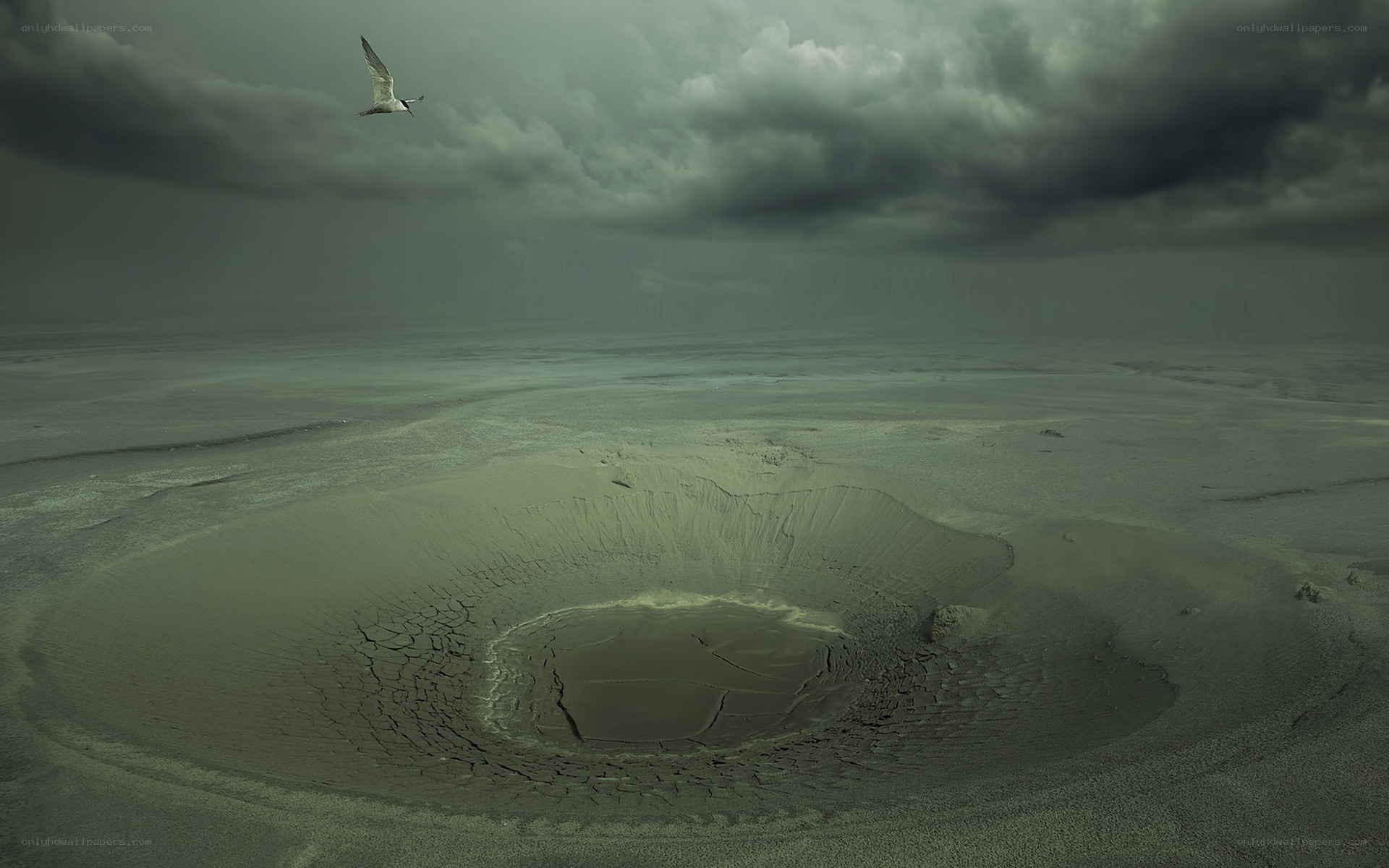 Seagull over volcanic crater