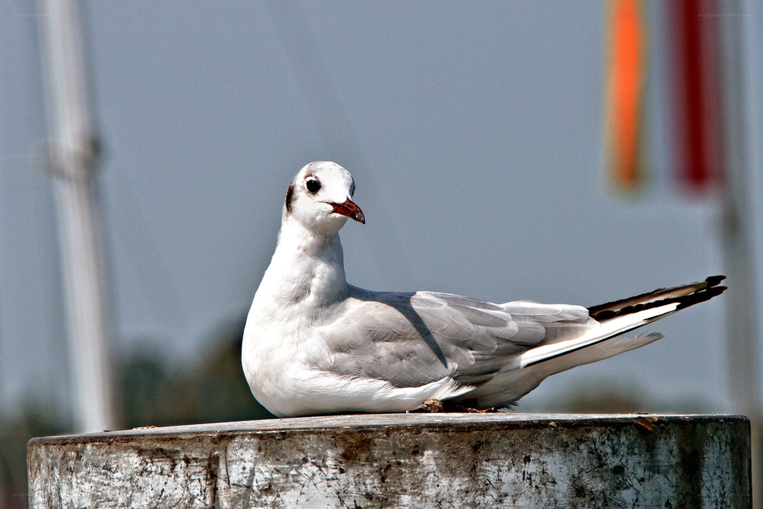 seagull perched on a post