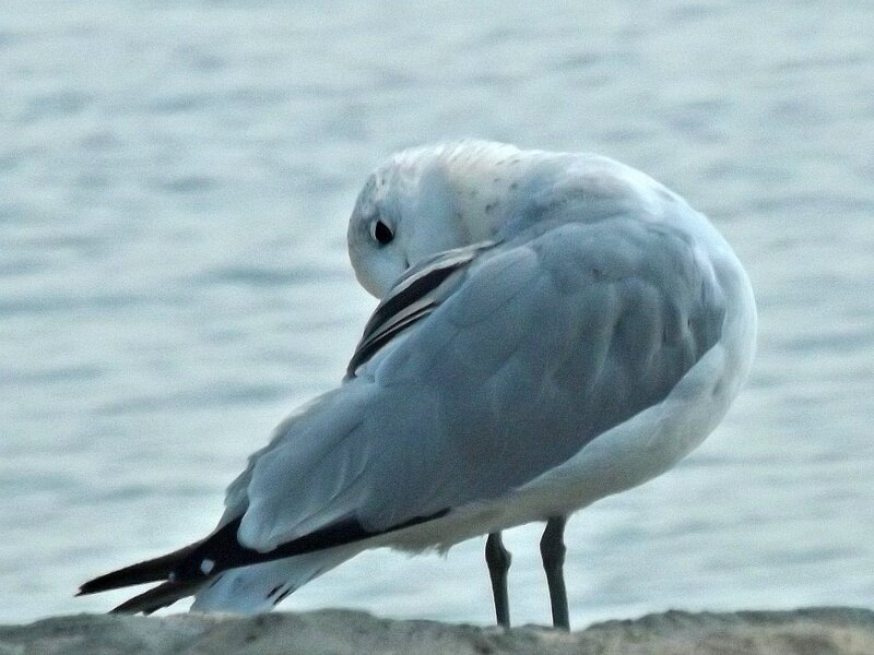 Seagull Preening