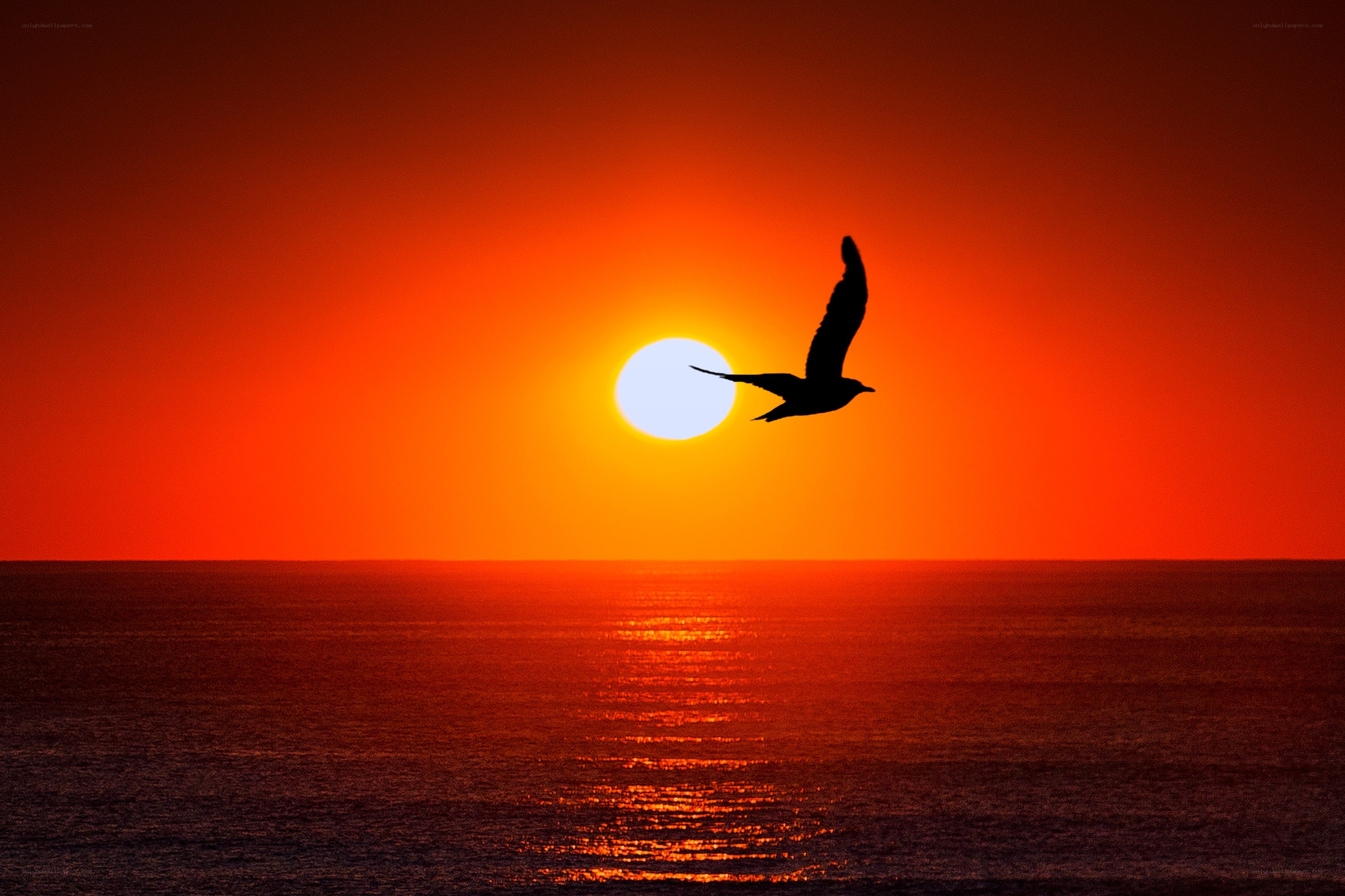 Seagull Silhouette at Sunset