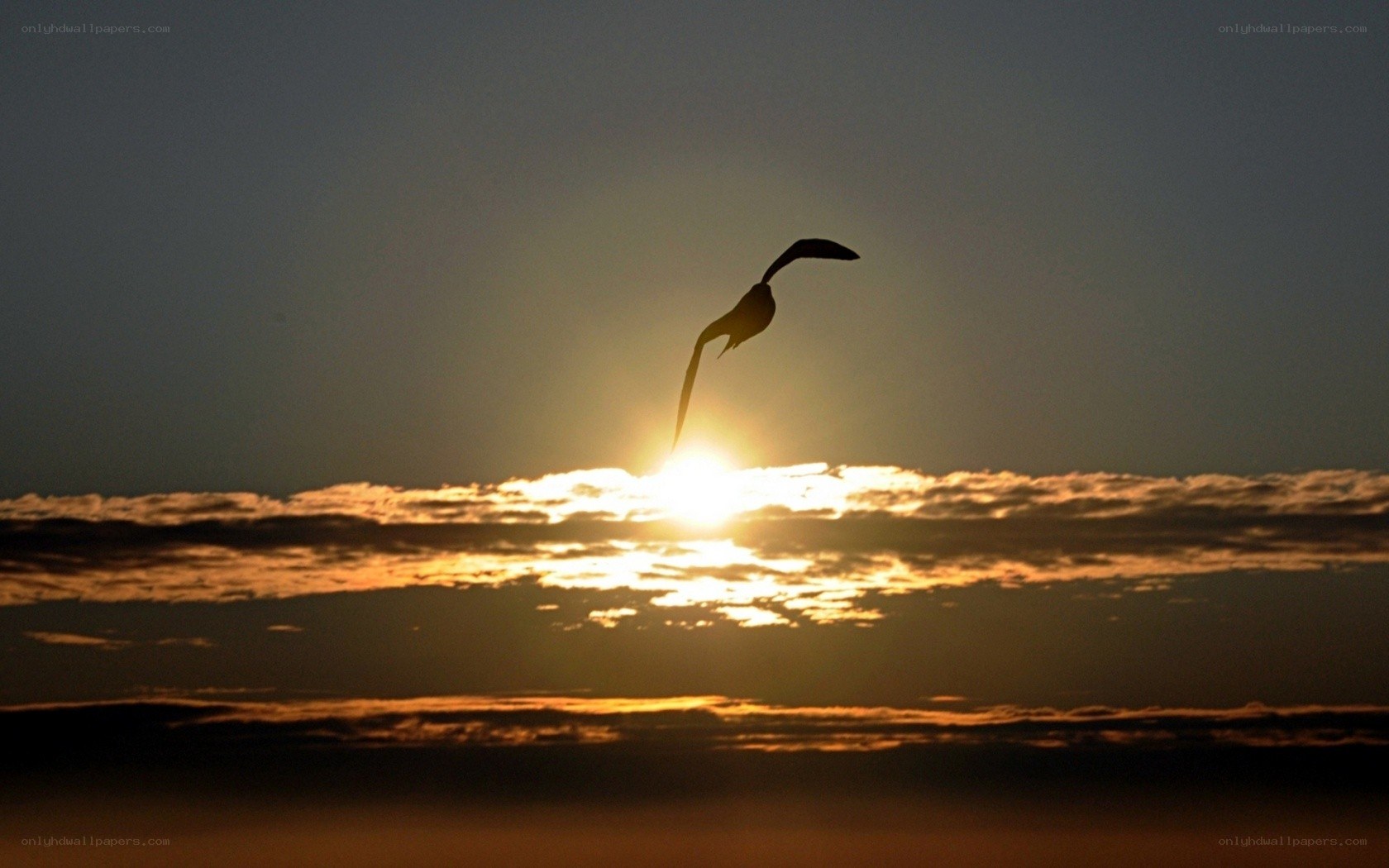 Seagull silhouetted against sunset