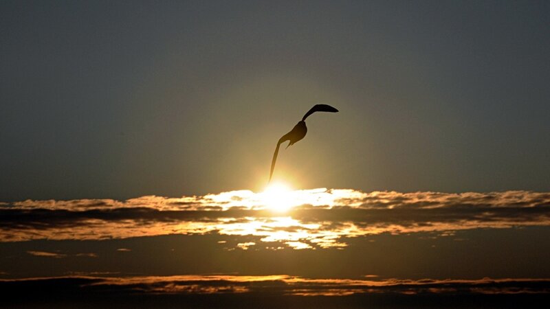 Seagull silhouetted against sunset